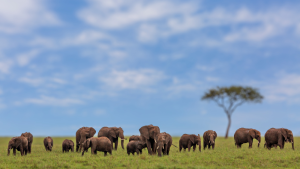 Read more about the article Kenya Tour Package from India – A Wild Journey with Mauzee Holiday