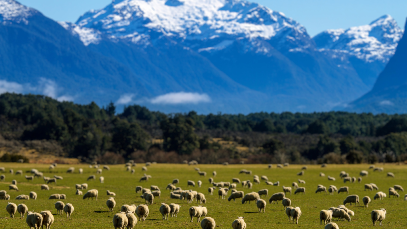 NEW ZEALAND (5)