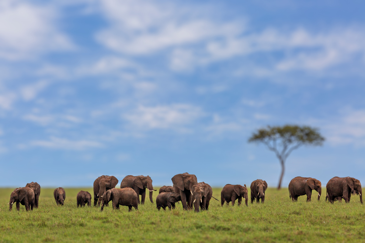 You are currently viewing Kenya Tour Package from India – A Wild Journey with Mauzee Holiday
