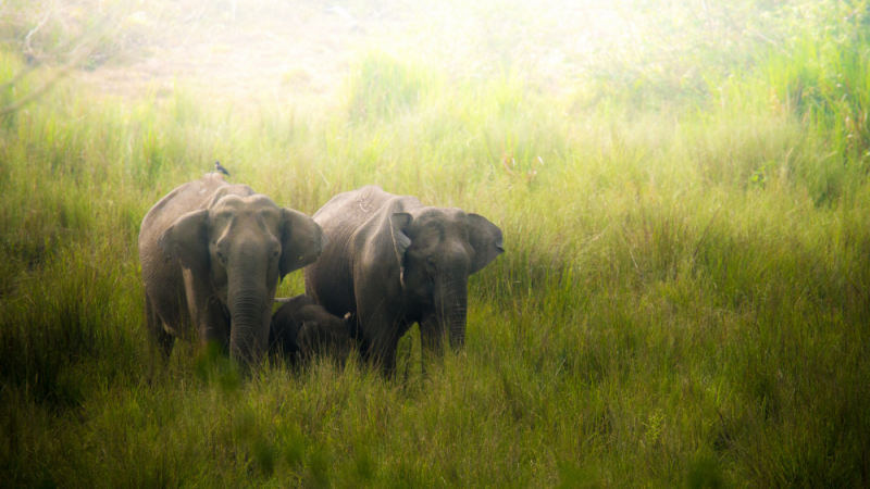 kabini