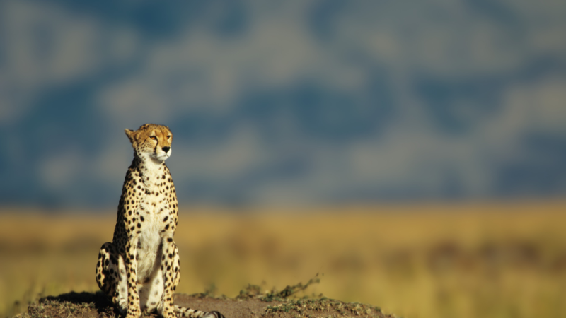 kenya (3)